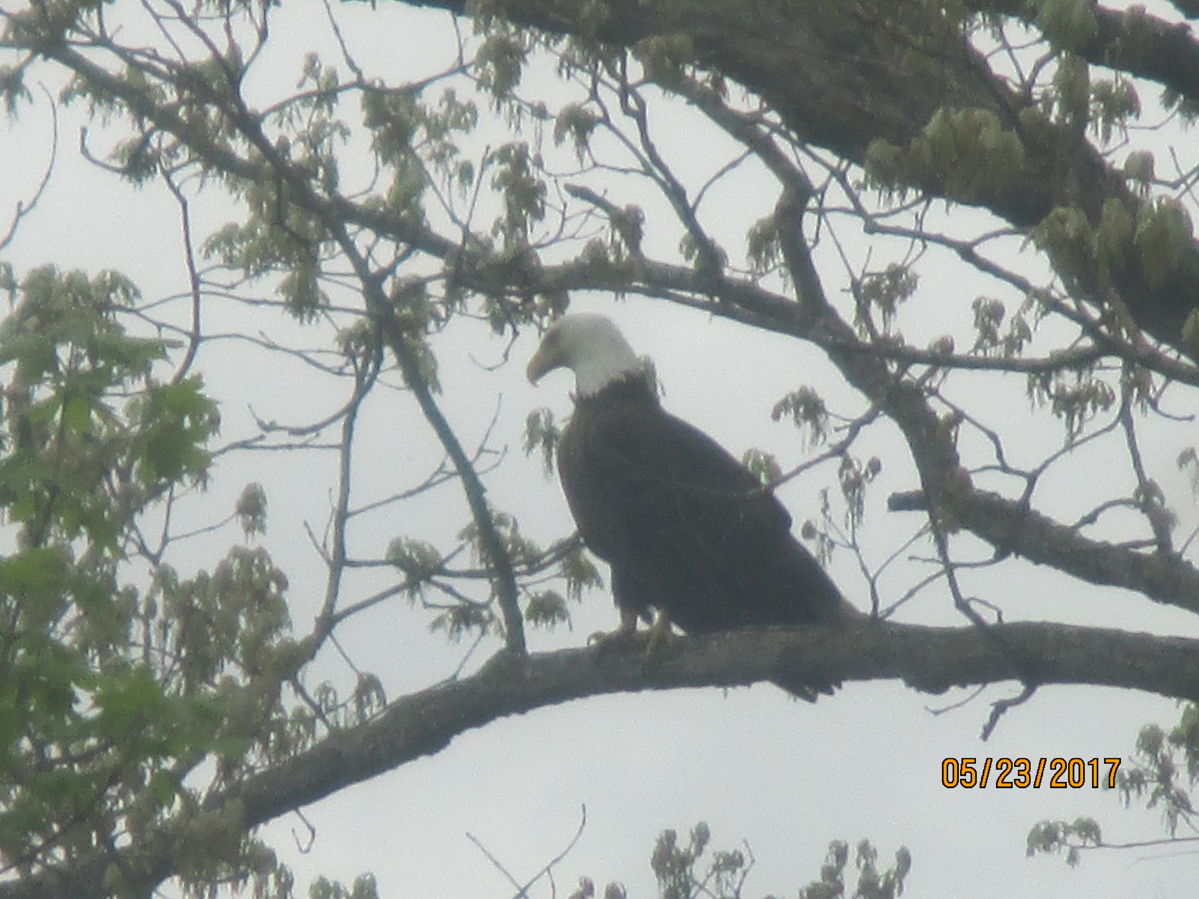 A Bald Eagle perches high in the treetops — a majestic sight and a reminder of the rich wildlife that calls Norwich Township home.