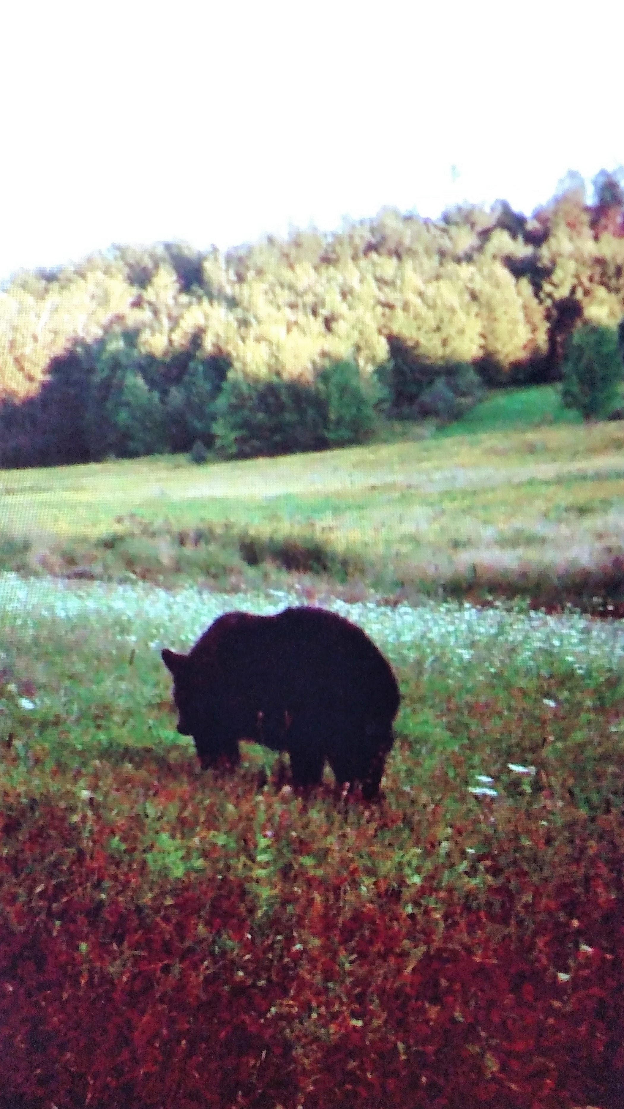 A black bear foraging in an open meadow — a rare and memorable sight in the Norwich Township area.