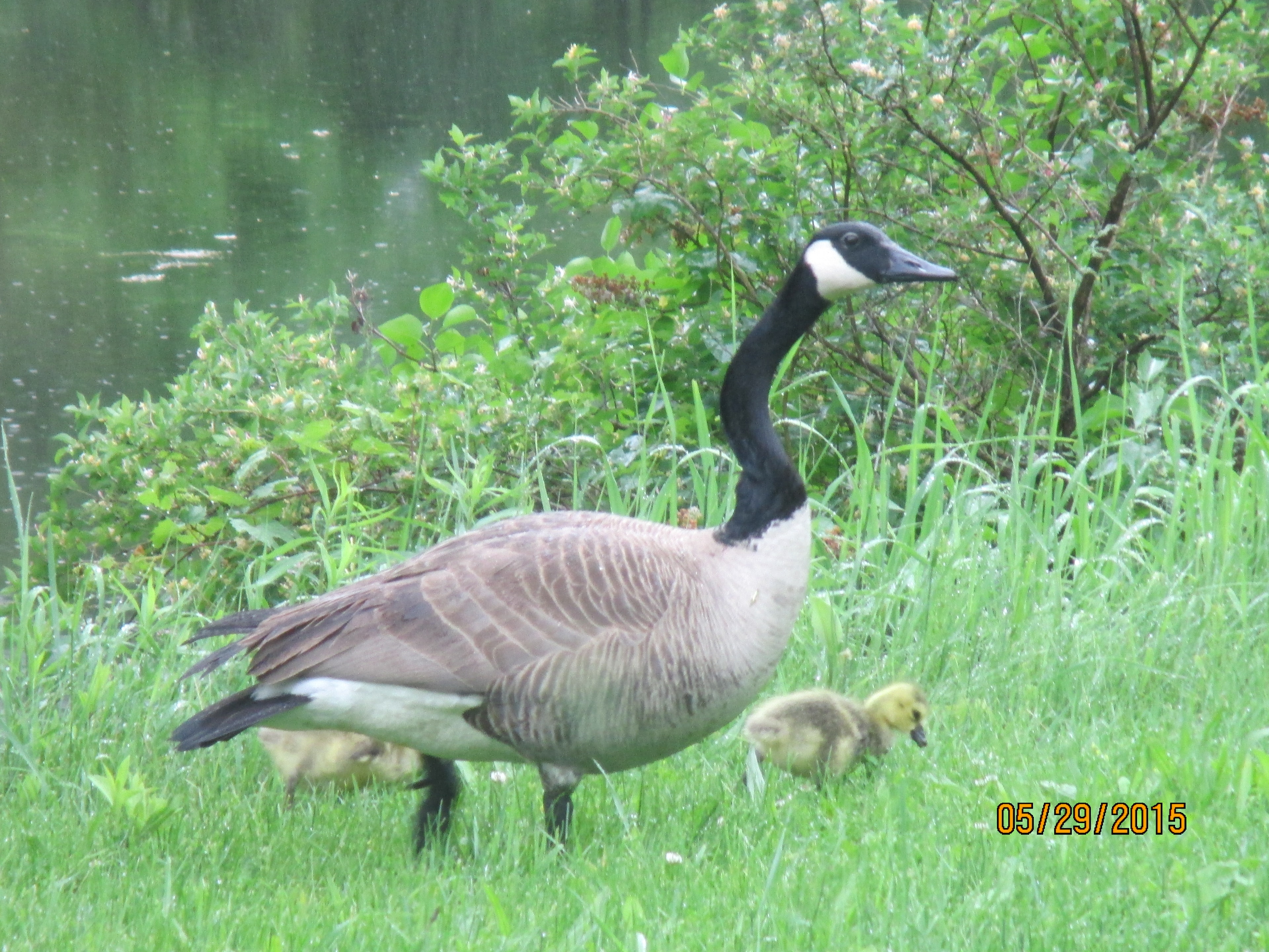A Canada goose and her goslings along the water's edge — a familiar springtime sight in Norwich Township.