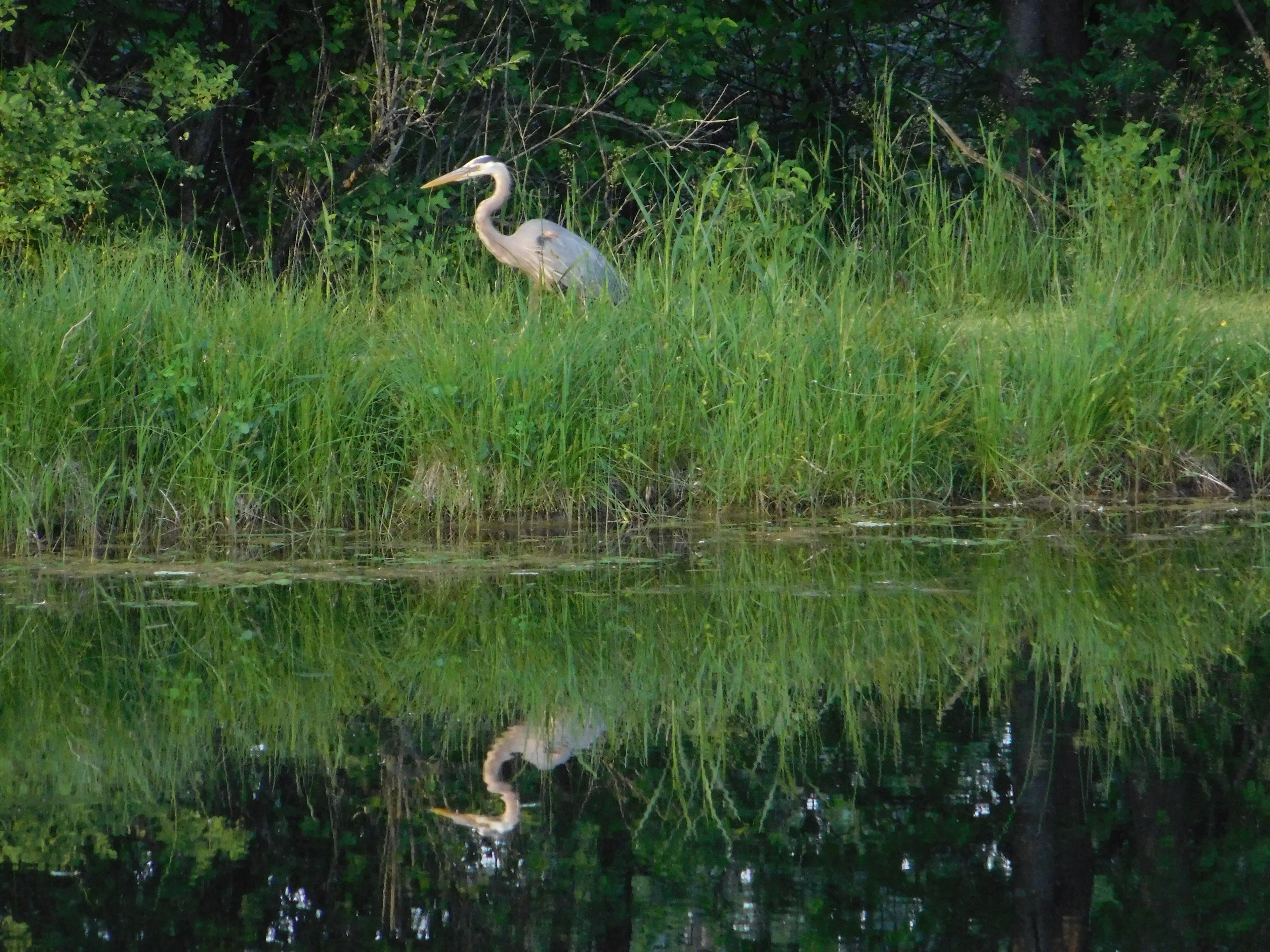 A Great Blue Heron stands at the water's edge, its reflection mirrored perfectly in the still pond — a serene moment in Norwich Township.