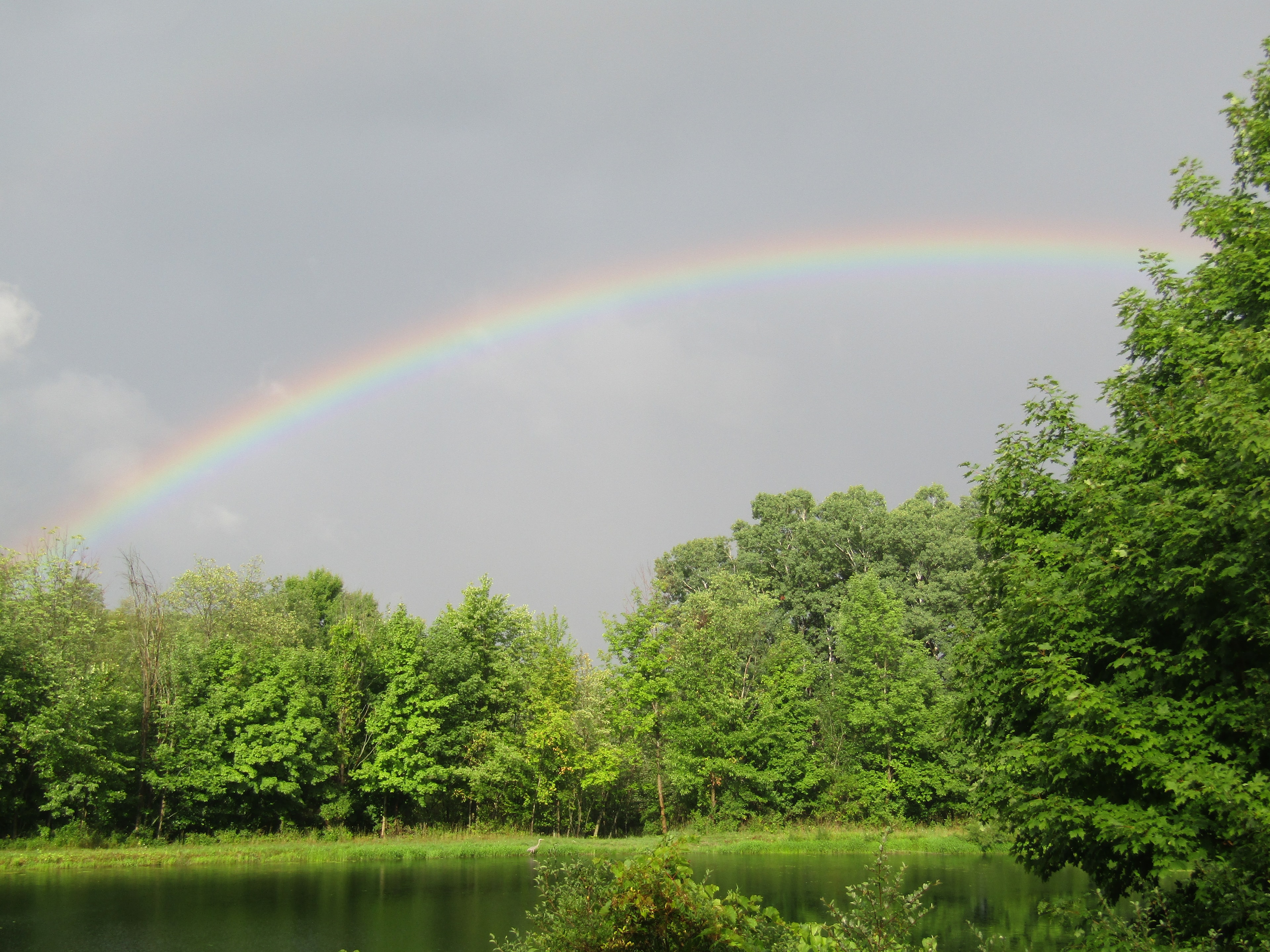 A brilliant rainbow arches over a pond and tree line after a summer storm in Norwich Township.
