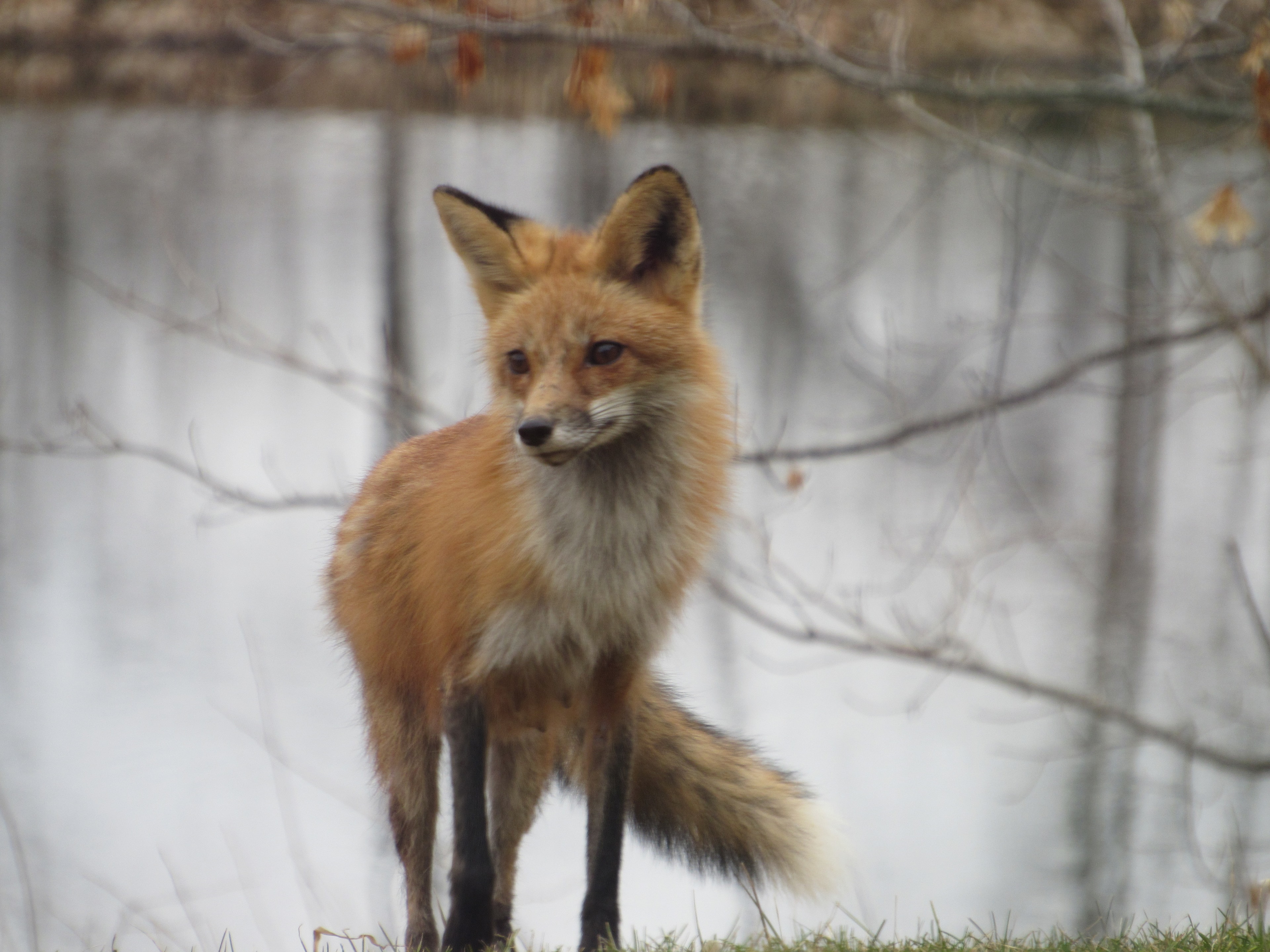A red fox pauses near the water's edge — one of the many native wildlife species that call Norwich Township home.