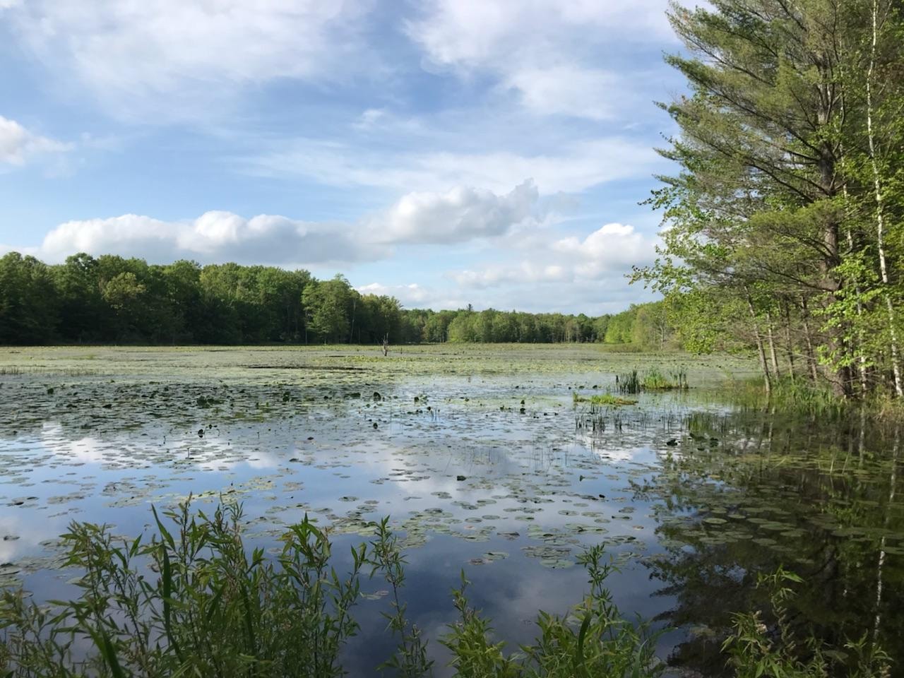 A tranquil wetland pond surrounded by lush trees — one of the many natural habitats found throughout Norwich Township.