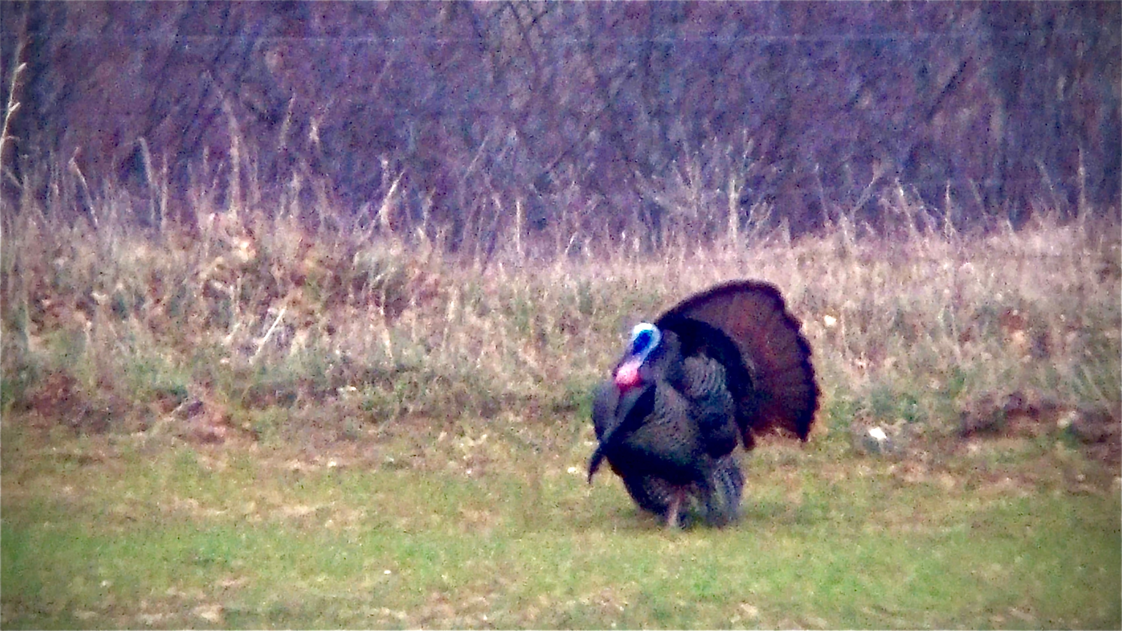 A wild turkey in full display — one of the many native species that call Norwich Township home.